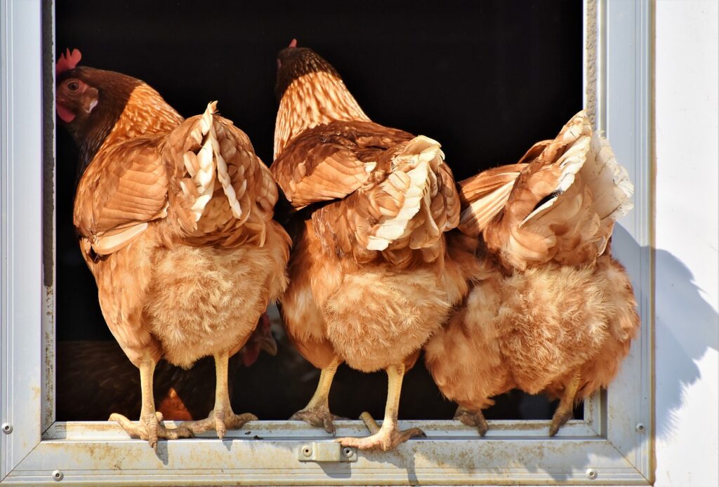 chicken, hen, poultry